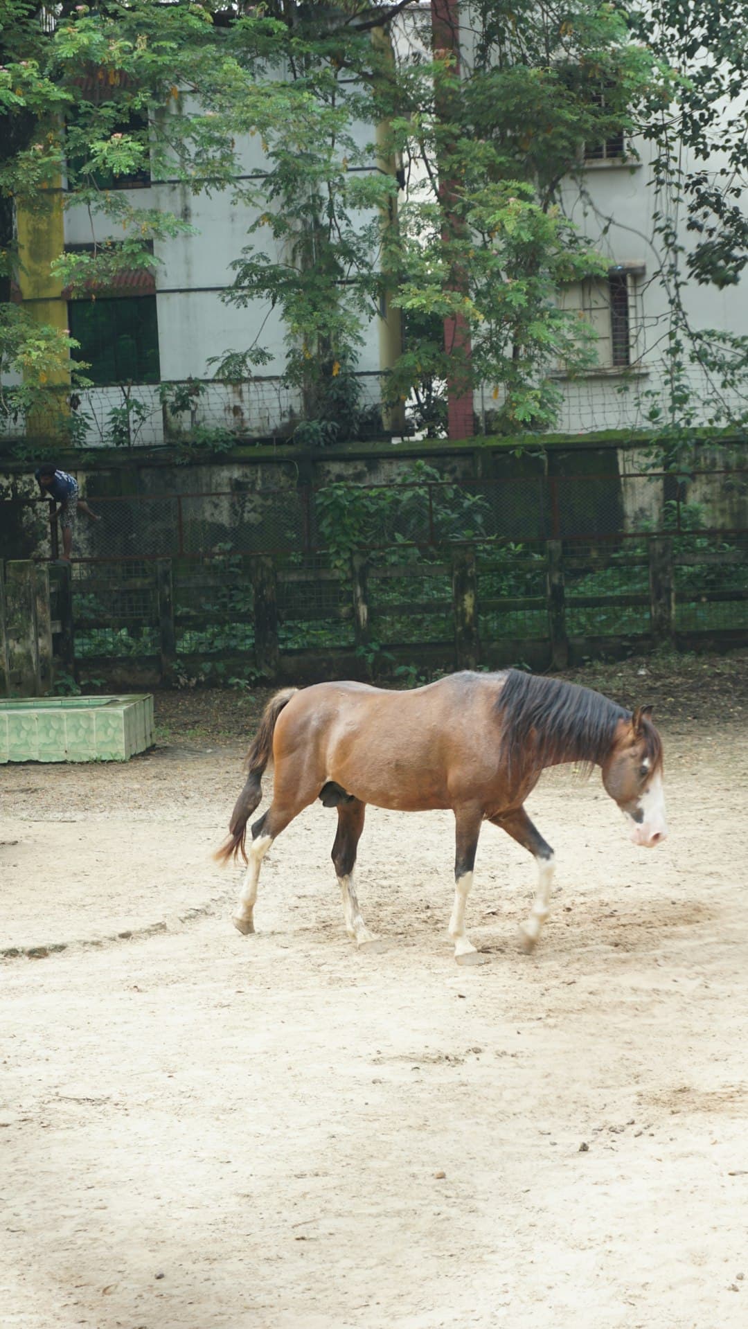 Performance Horse Feed